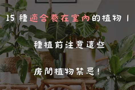 好養植物|15 種適合養在室內的植物｜種植前注意這些房間植物 